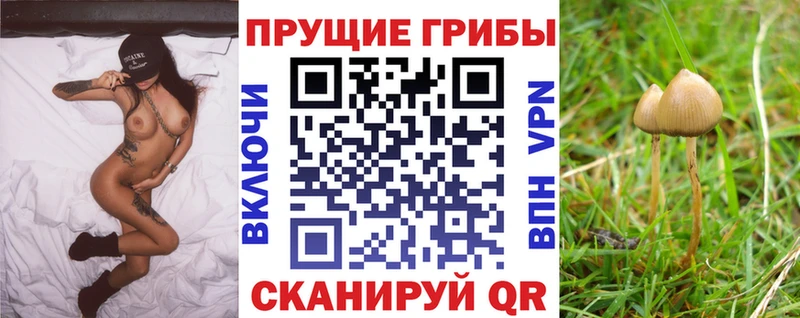 где можно купить наркотик  Тогучин  гидра ссылка  Псилоцибиновые грибы MAGIC MUSHROOMS 